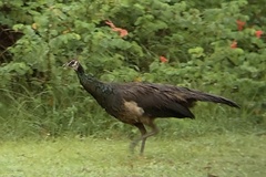 Pavo cristatus × muticus