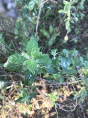 Ruellia caroliniensis