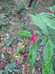 Justicia brasiliana