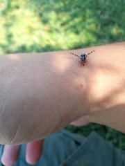 Pterotaenia fasciata