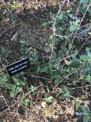Ruellia caroliniensis