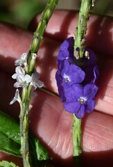 Stachytarpheta