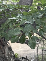 Nothofagus