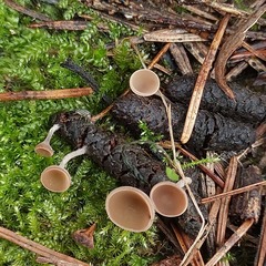 Dumontinia tuberosa