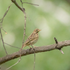 Anthus trivialis