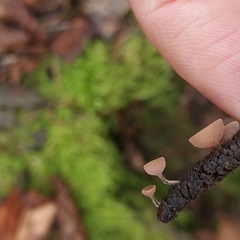 Dumontinia tuberosa