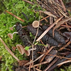 Dumontinia tuberosa