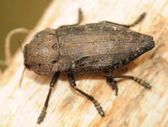 Capnodis tenebricosa