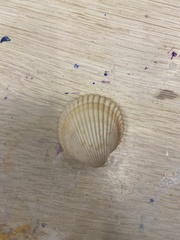 Dallocardia muricata