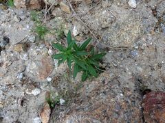 Johnstonella holoptera