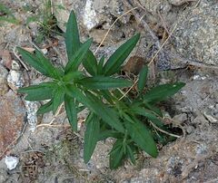 Johnstonella holoptera