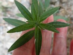 Johnstonella holoptera