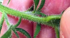 Johnstonella holoptera