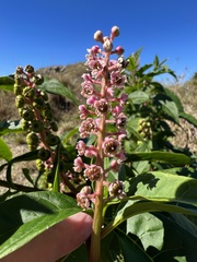 Phytolacca americana rigida