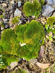 Bryum