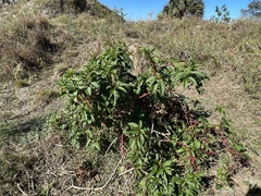 Phytolacca americana rigida