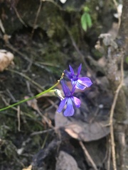 Lobelia gruina