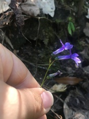 Lobelia gruina