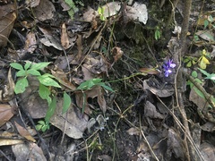 Lobelia gruina