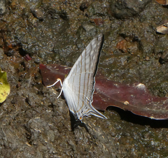 Marpesia merops