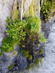 Isolepis praetextata