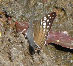 Marpesia merops