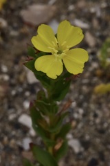 Oenothera coquimbensis
