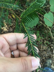 Taxus globosa