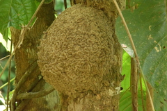 Orthognathotermes