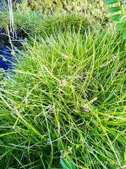 Isolepis praetextata