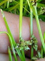 Isolepis praetextata