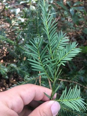 Taxus globosa