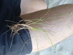 Isolepis praetextata