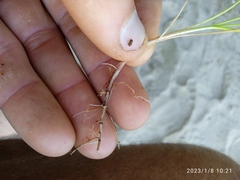 Isolepis praetextata