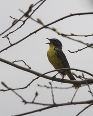 Setophaga kirtlandii