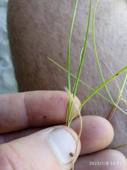 Isolepis praetextata