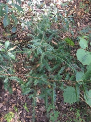 Taxus globosa