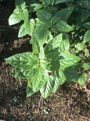 Salvia coccinea