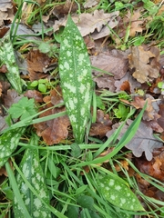 Pulmonaria