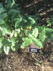 Salvia coccinea