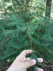 Taxus globosa