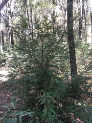 Taxus globosa