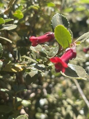 Escallonia rubra