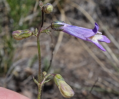 Penstemon griffinii