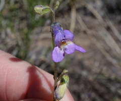 Penstemon griffinii