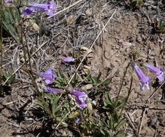 Penstemon griffinii