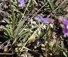 Penstemon griffinii