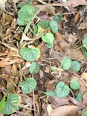 Viola walteri
