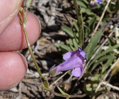 Penstemon griffinii