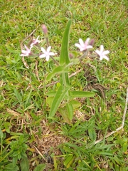 Oxypetalum solanoides